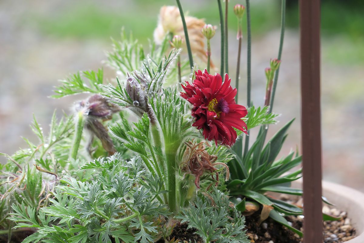 f:id:amami_atq:20220314162245j:plain