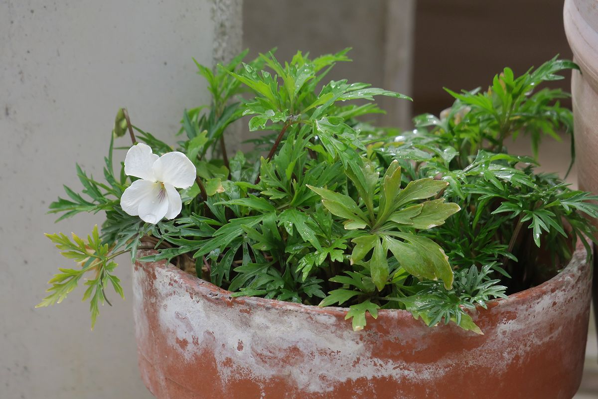 f:id:amami_atq:20220314170215j:plain