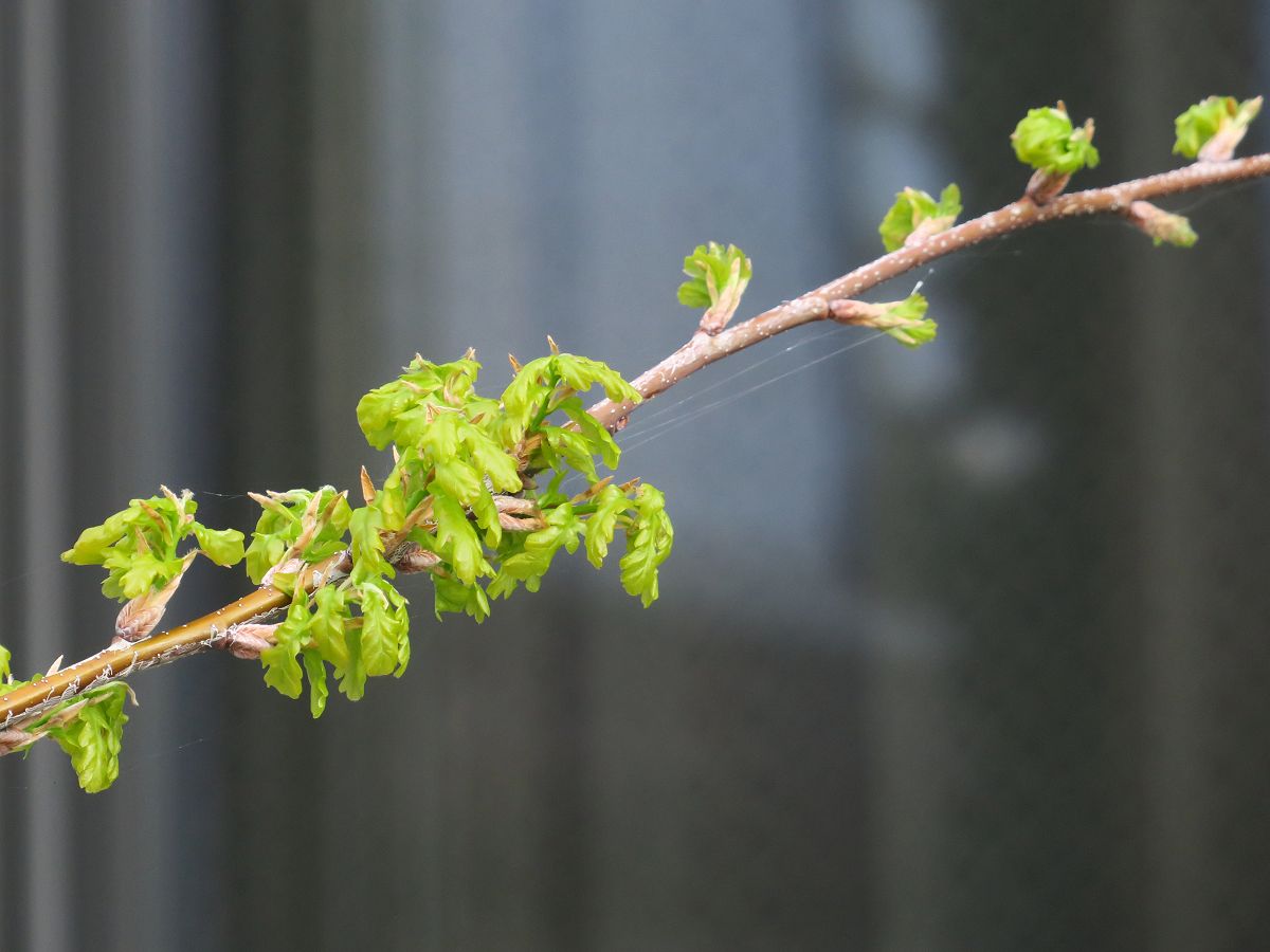 f:id:amami_atq:20220415103621j:plain