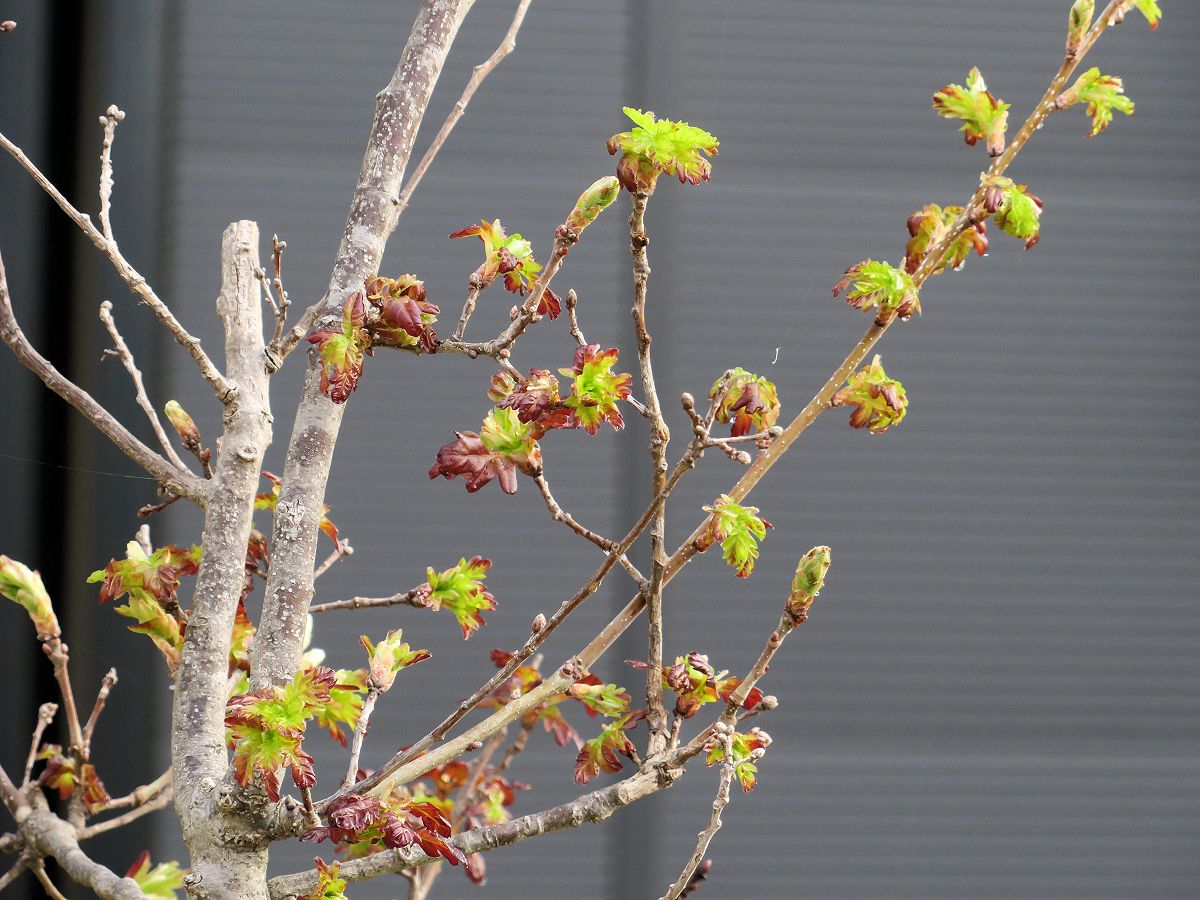 f:id:amami_atq:20220415103638j:plain