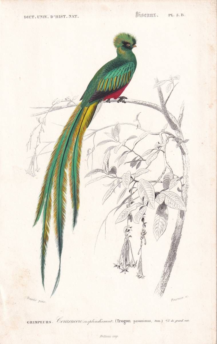 鳥を見に・番外編 2022年5月1日 孔雀に想いを - 天海 amami