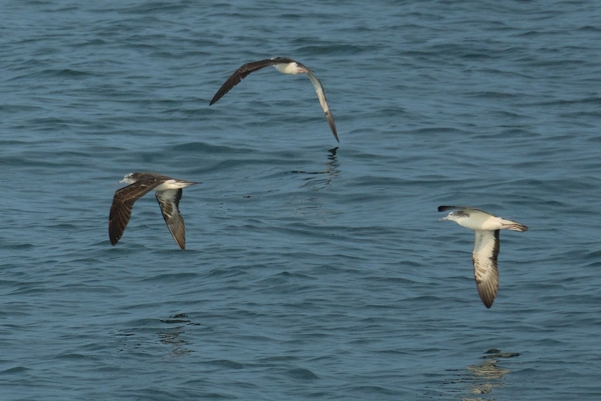 水辺の風景 2024年8月18日 海鳥の夏 - 天海 amami