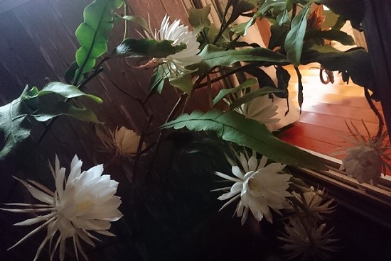 f:id:amamiflower:20190702181906j:plain f:id:amamiflower:20190702181906j:plain