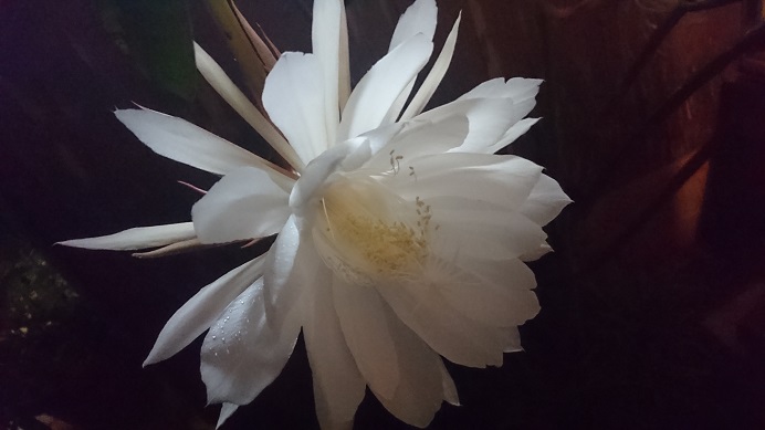 f:id:amamiflower:20190702182228j:plain f:id:amamiflower:20190702182228j:plain