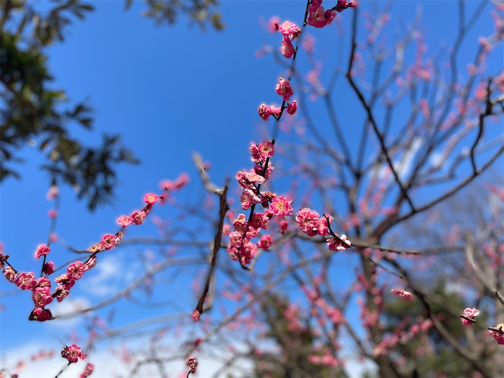 f:id:amamoto23:20220218073716j:image