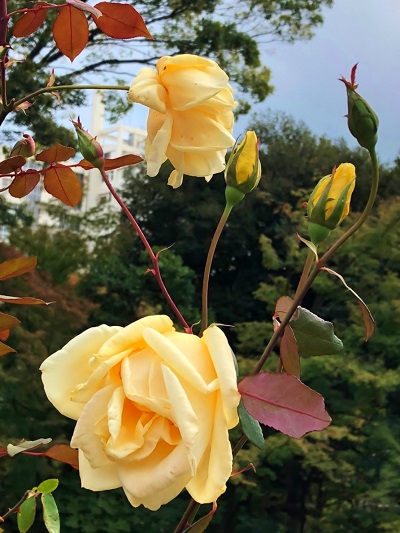 f:id:amanatsu0312:20181031143848j:plain