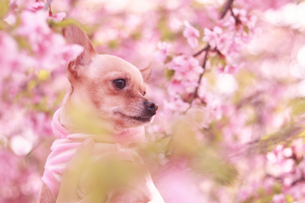 f:id:amanatsu0312:20190909174318p:plain