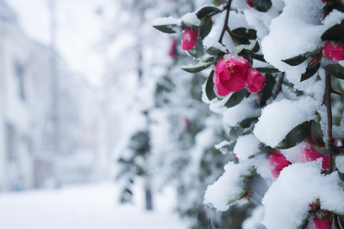 ”雪が溶けたら春が来る”というふうに表現する人もいるくらいですしね！