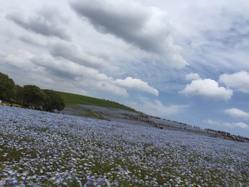 ひたち海浜公園ネモフィラ