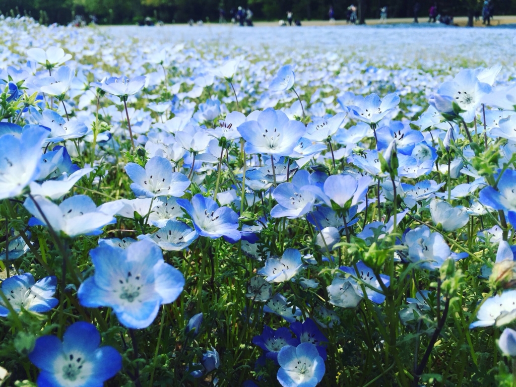 ひたち海浜公園ネモフィラ