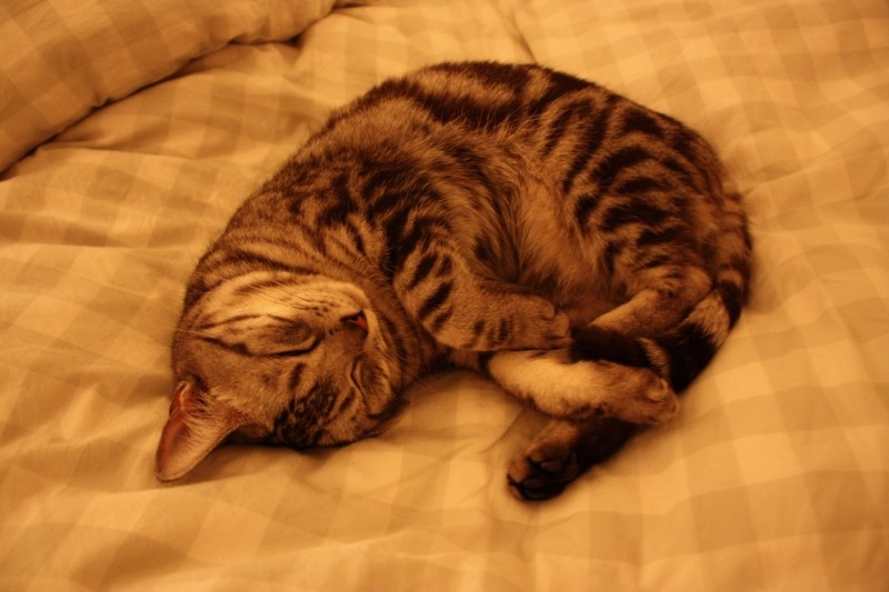 ブルーライト睡眠への影響