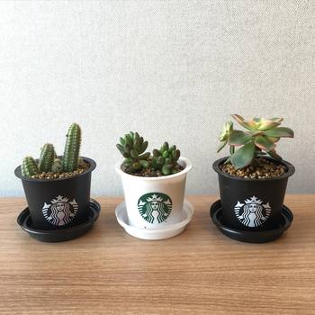 スタバプリン
