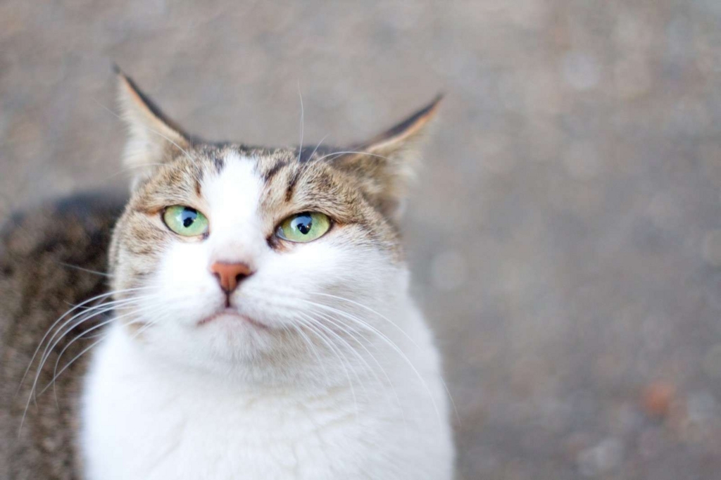 猫耳は正義
