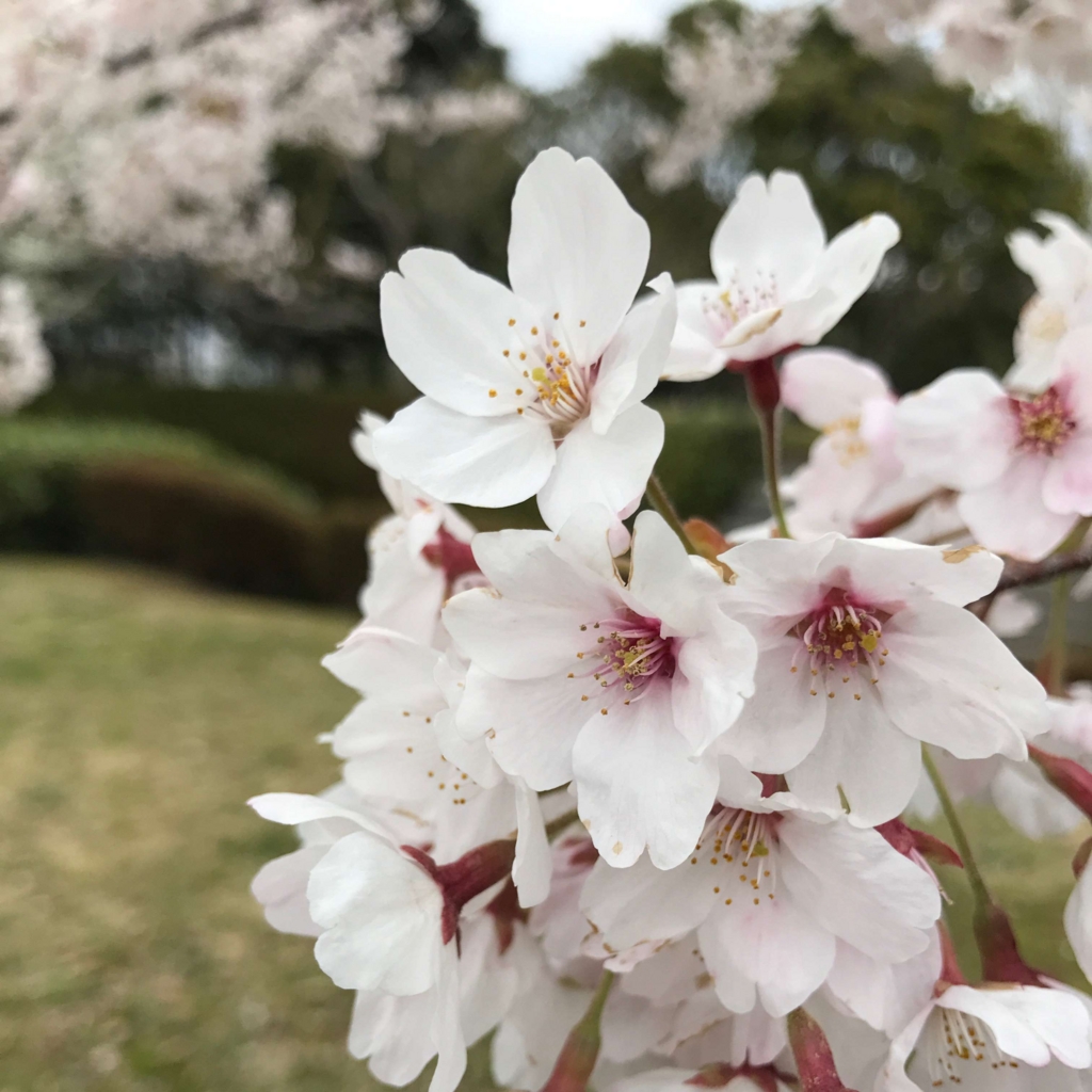 桜