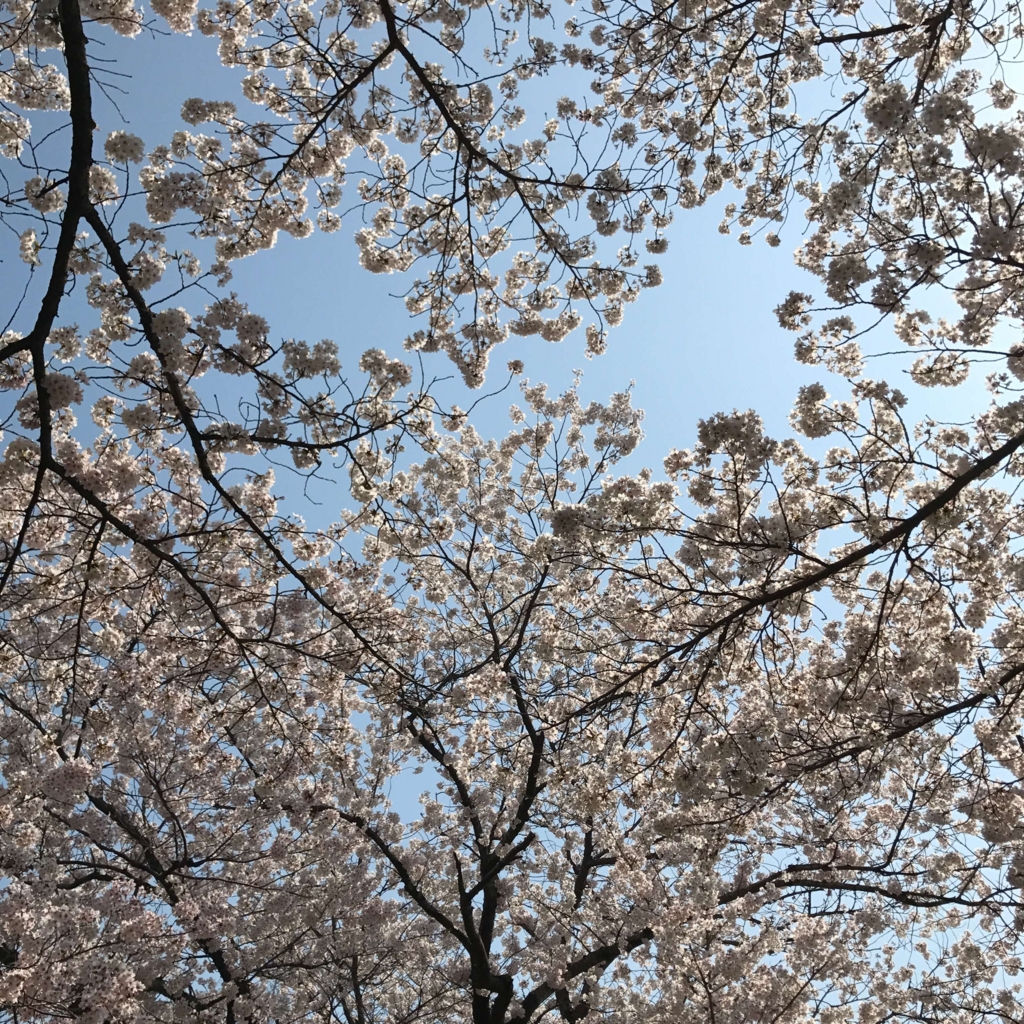 桜2