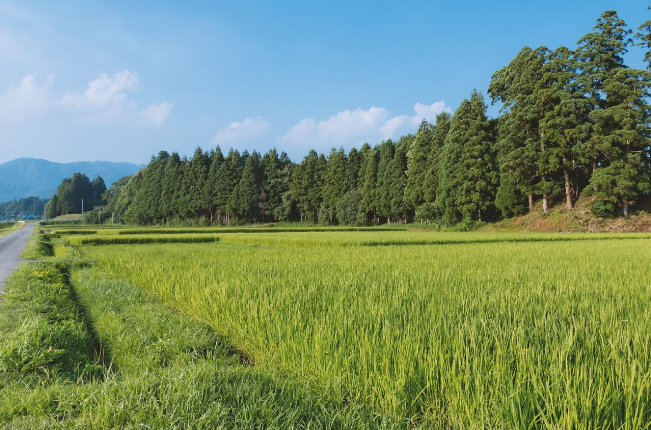 夏の田舎