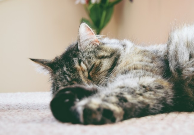 睡眠ねこ