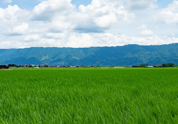 田んぼ