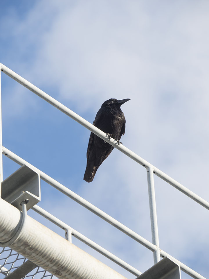 f:id:amano_kaeru:20220202225910j:plain