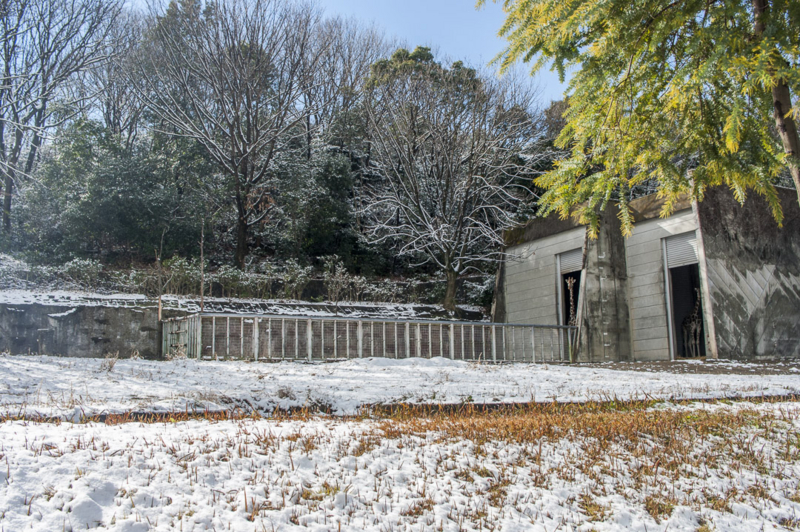 東山動植物園のキリン