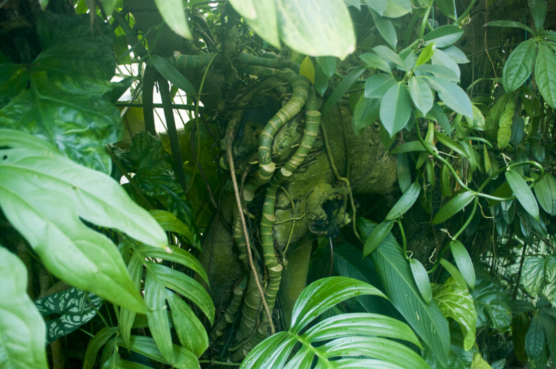 東山動植物園の温室ジャングル