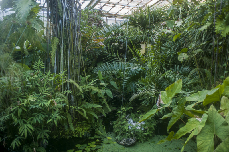 東山動植物園の熱帯雨林植物