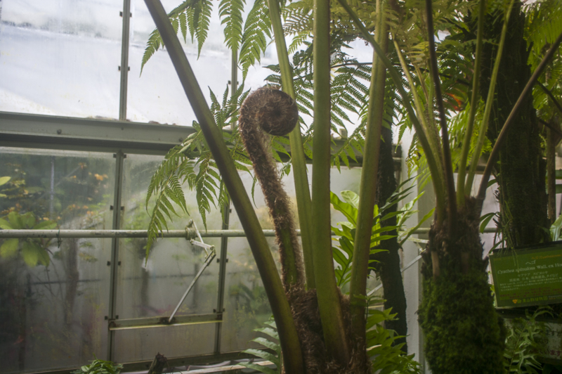 人食い植物のような触手