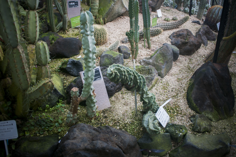 トルネードポテトみたいなサボテン