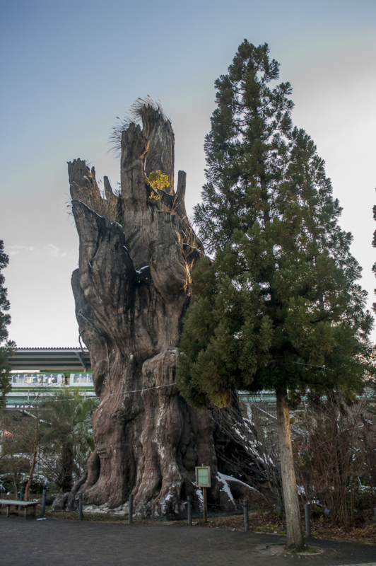 東山動植物園の屋久杉