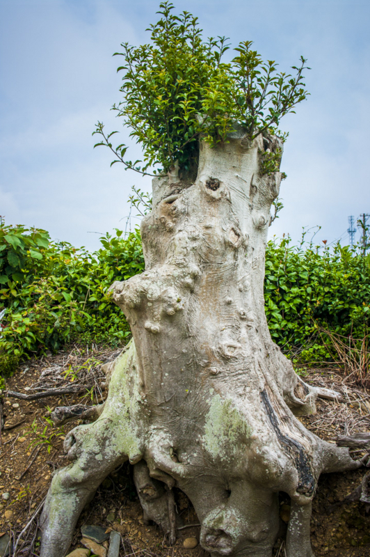 スターウォーズ　キャラクター　モンスター