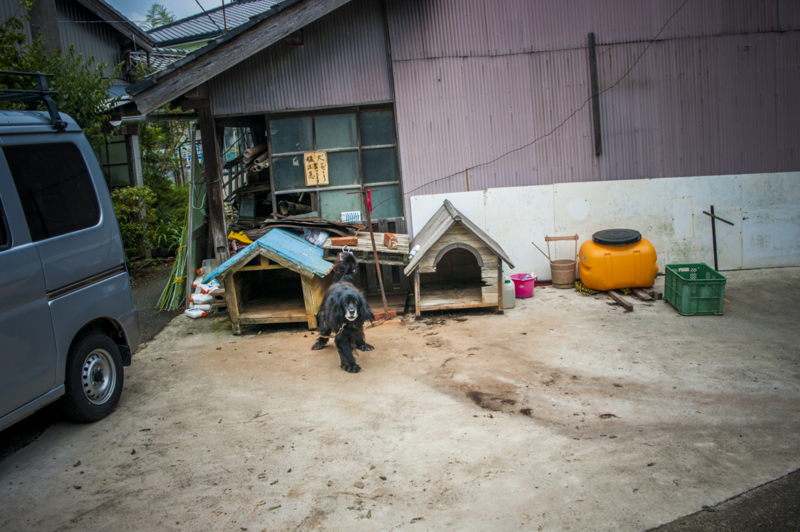 湖西市　わんこ　番犬