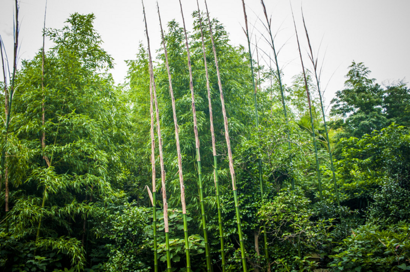 竹の成長　日進月歩　すくすく