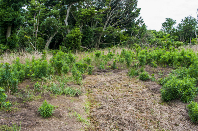 湖西市　行き止まり　ナビ