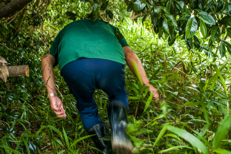 湖西市　トンネル　森