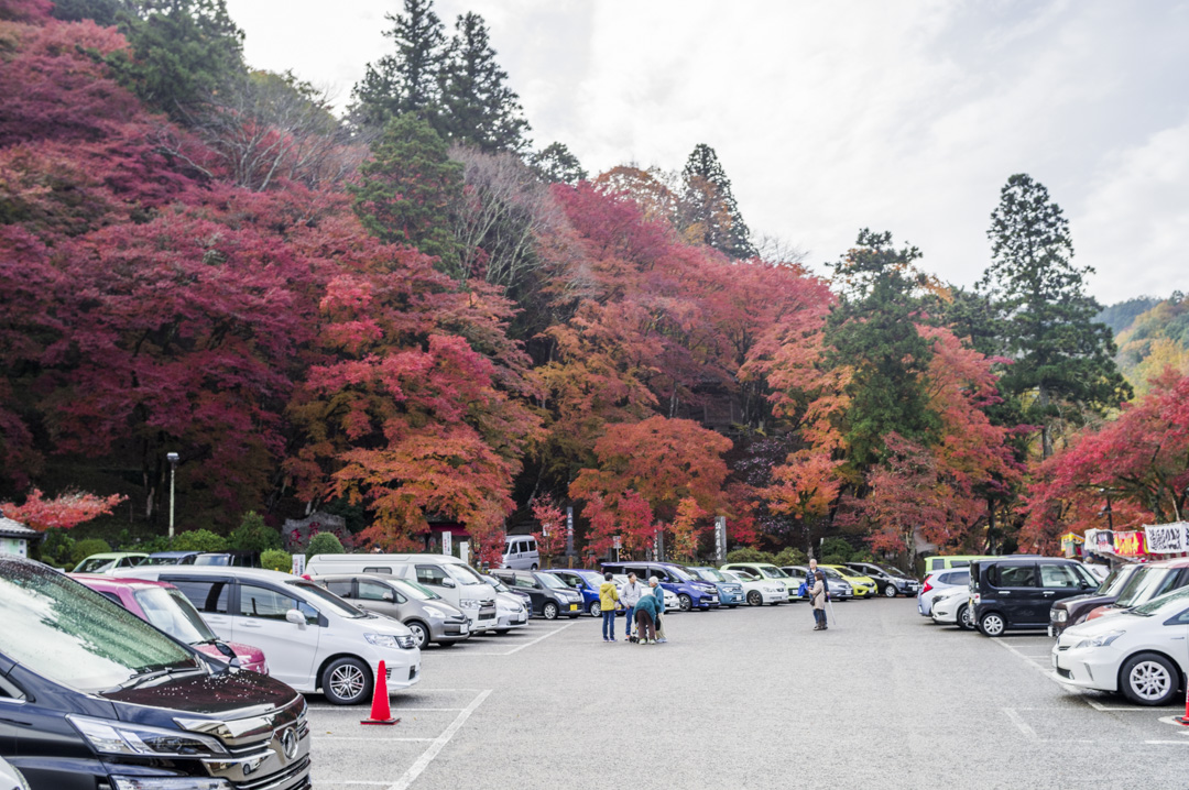 いつか出会えると信じて 第62回香嵐渓もみじまつり 17 写真家あまのしんたろう公式ブログ ヤミーアートブログ