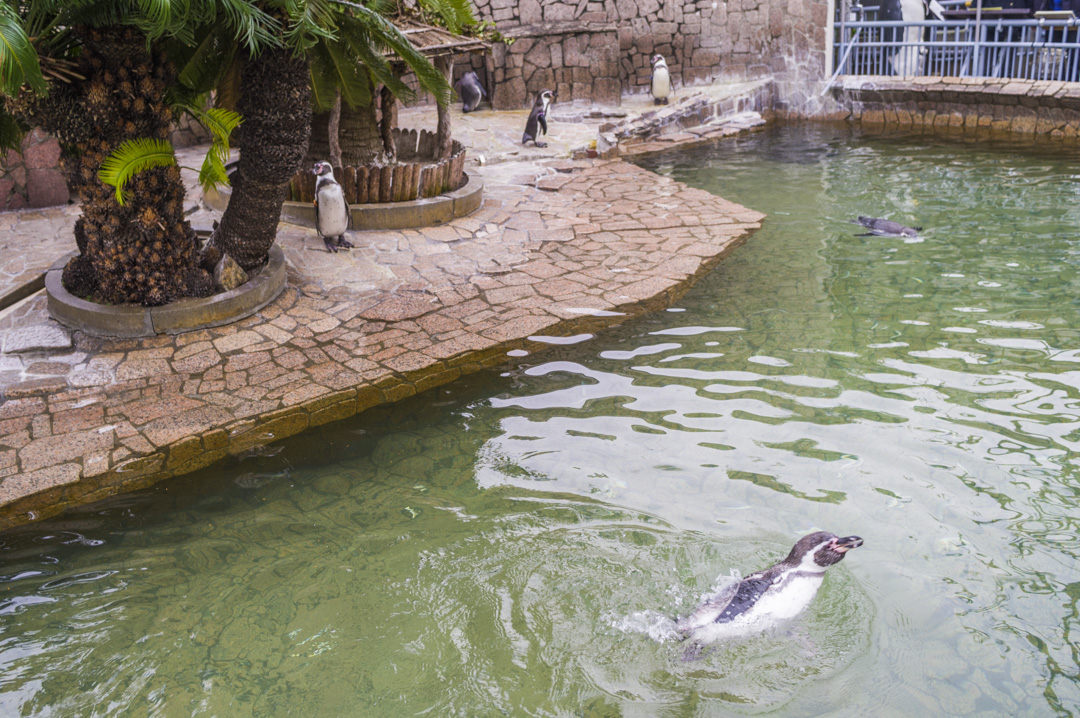 江戸川区自然動物園のペンギン