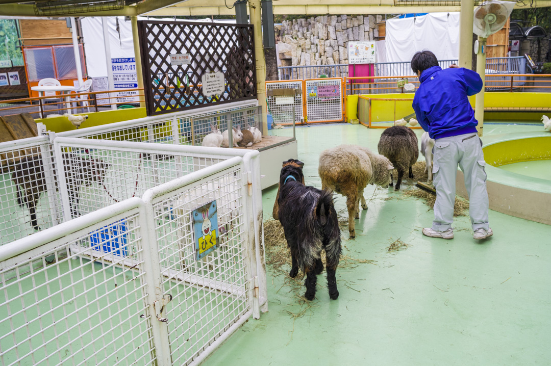 江戸川区自然動物園のふれあいコーナー