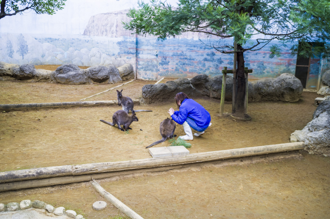 江戸川区自然動物園のベネットアカクビワラビー体調管理