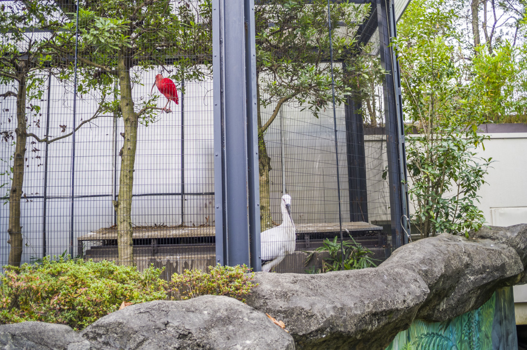 江戸川区自然動物園のコウノトリ