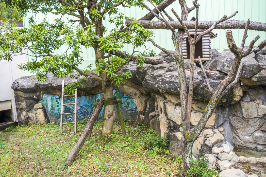 江戸川区自然動物園のレッサーパンダ