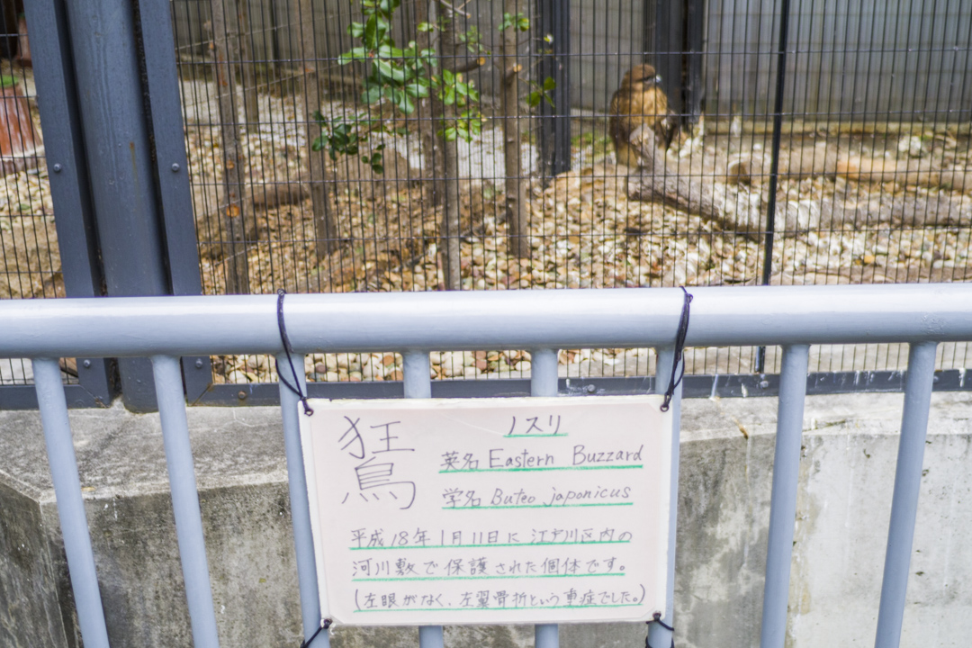 江戸川区自然動物園のノスリ
