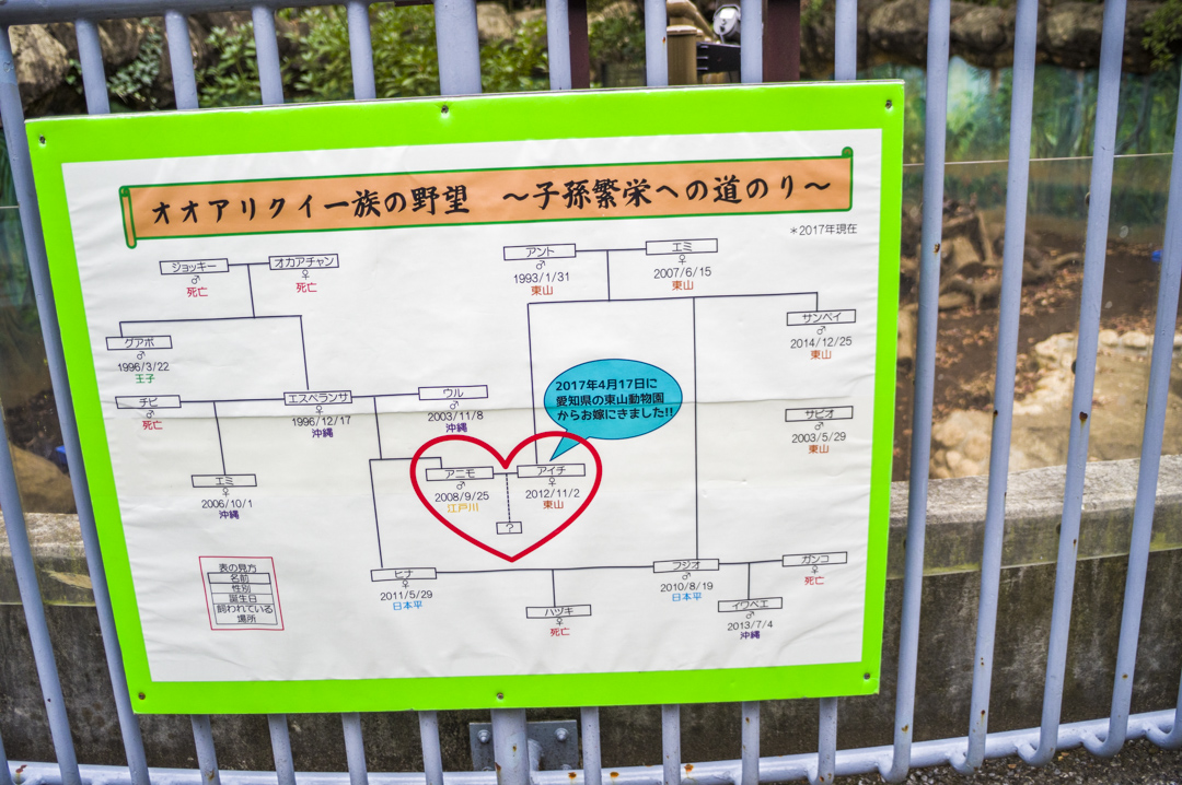 オオアリクイの家系図