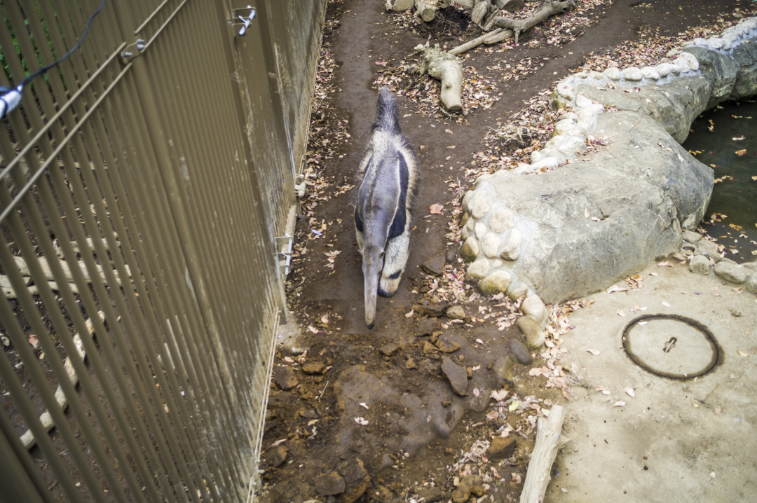 江戸川区自然動物園にいるドラクエ3でおなじみのオオアリクイ