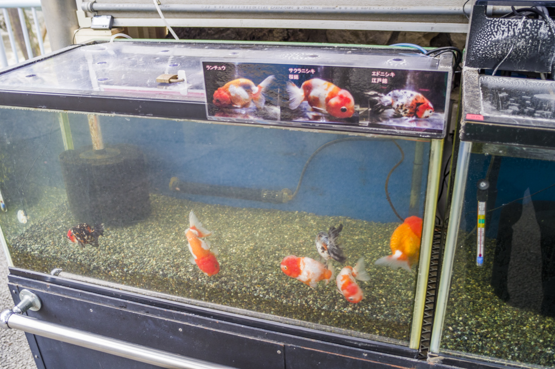 江戸川区自然動物園の金魚ランチュウ