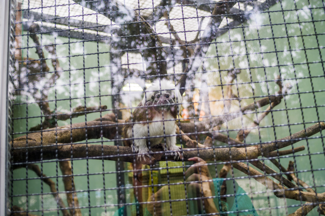 江戸川区自然動物園のワタボウシパンシェ