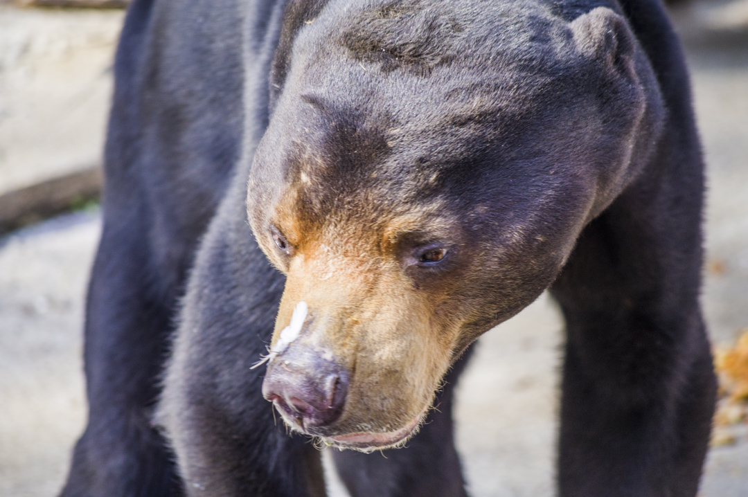 マレーグマがエサの鶏を食べた後