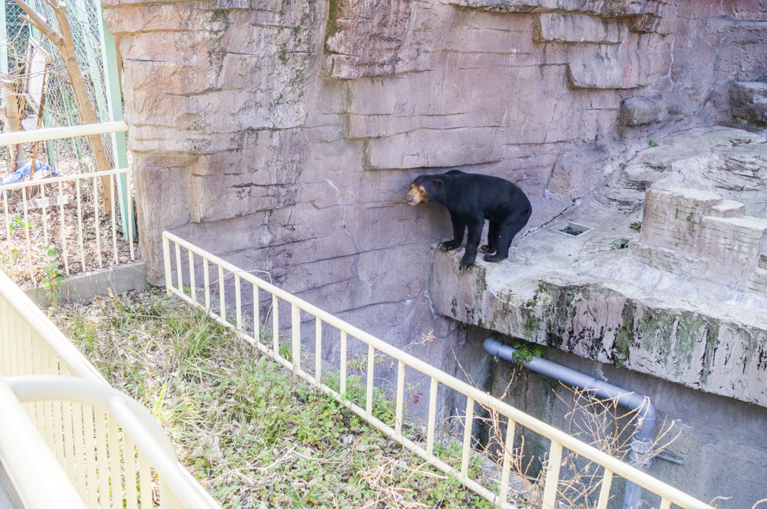 天王寺動物園の脱走できそうな堀