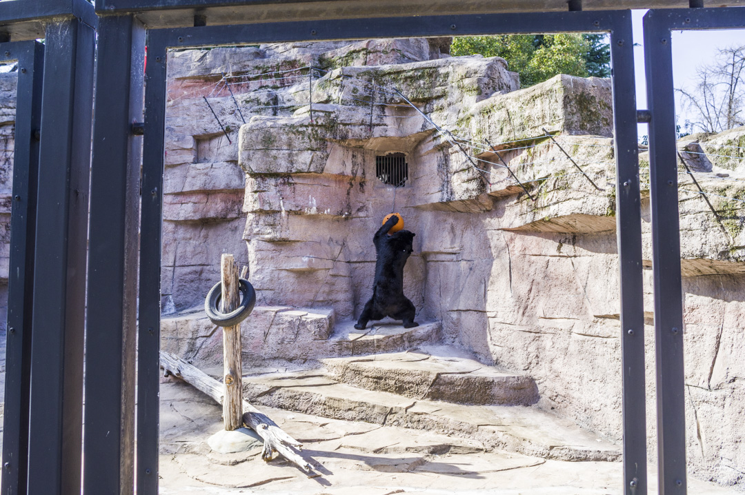 天王寺動物園の二ホンツキノワグマ