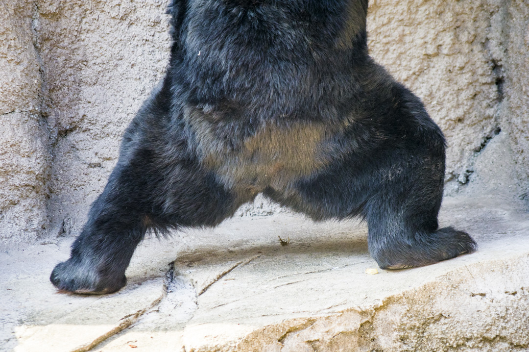 二ホンツキノワグマの後ろ脚