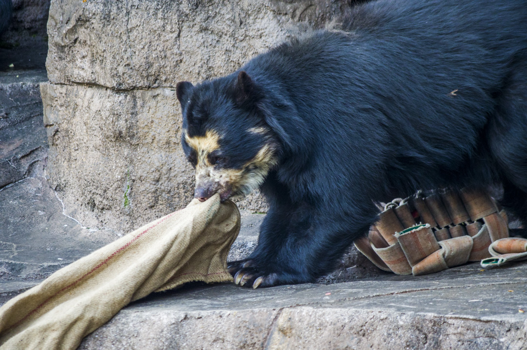 天王寺動物園のメガネグマの巣作り